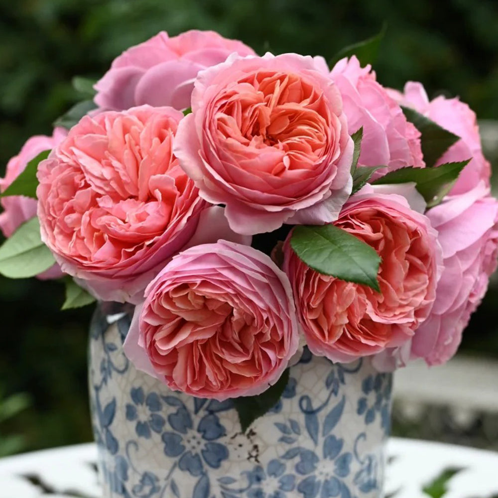 German Florist Climbing Hybrid Tea Rose Inspired by Chippendale