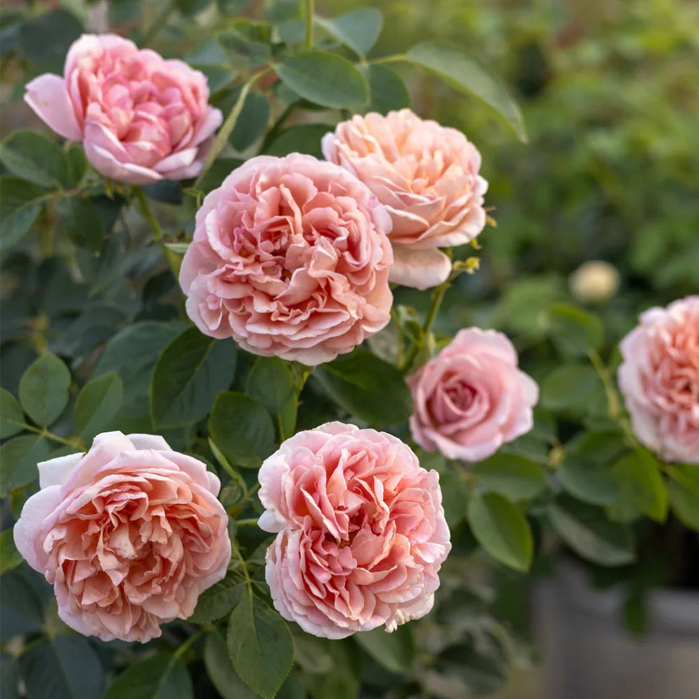 Dutch Florist Shrub Rose Inspired by Chocolate Romantica