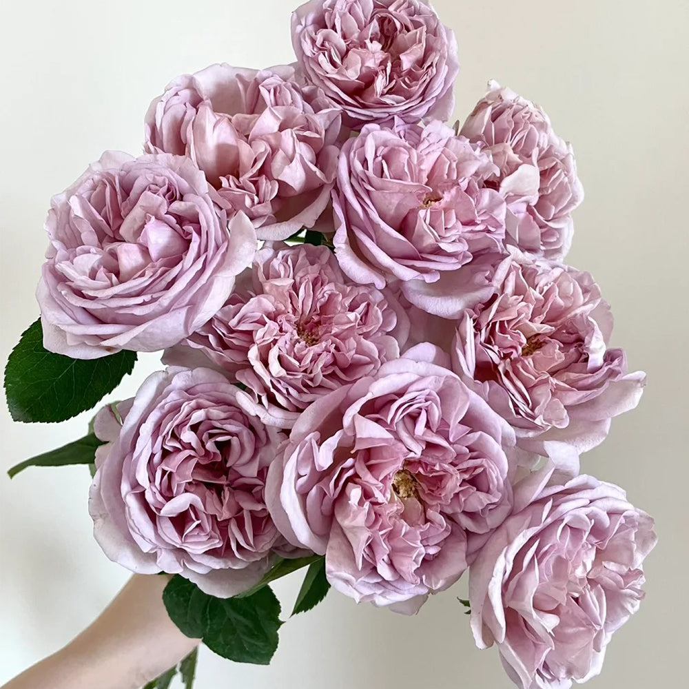 Dutch Florist Shrub Rose Inspired by Chocolate Romantica