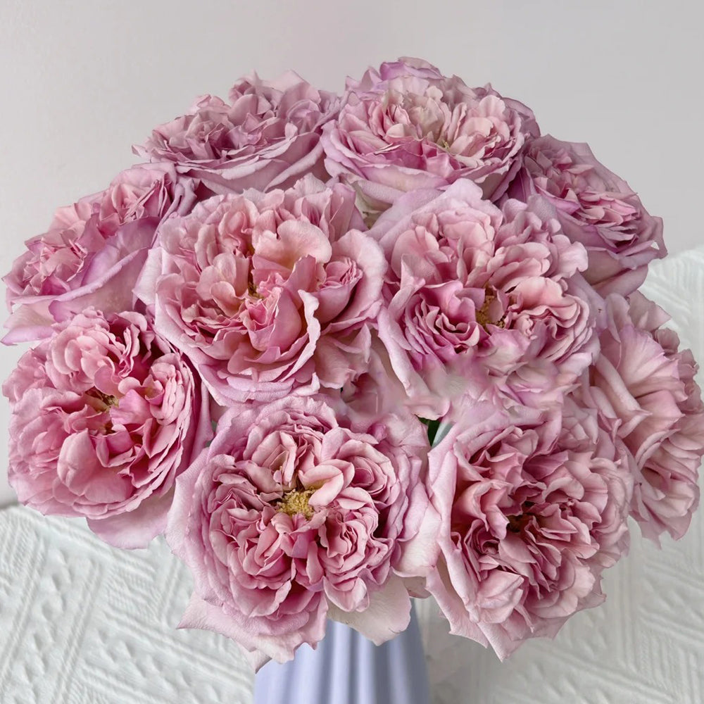 Dutch Florist Shrub Rose Inspired by Chocolate Romantica