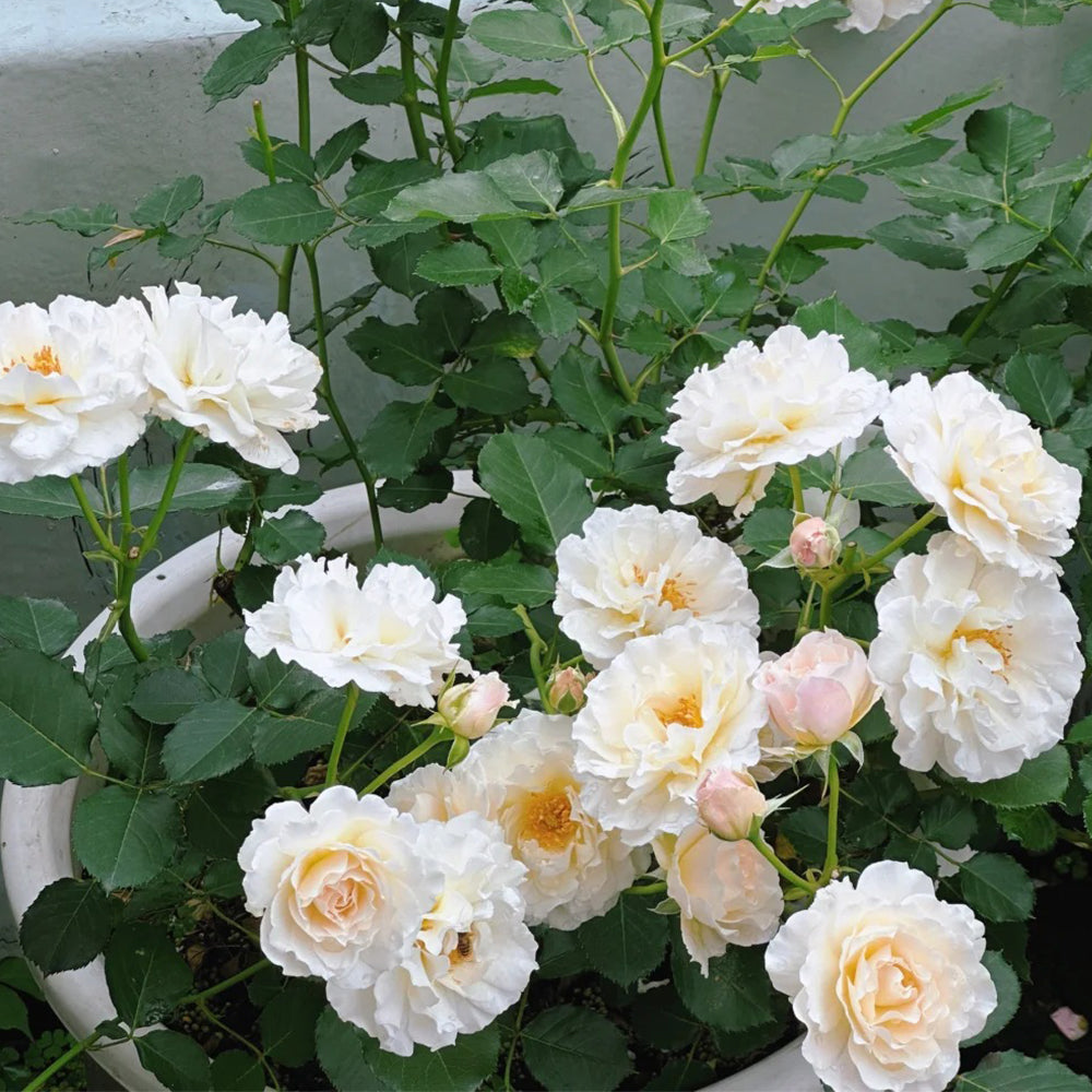 Chou Chou Japanese Florist Shrub Rose