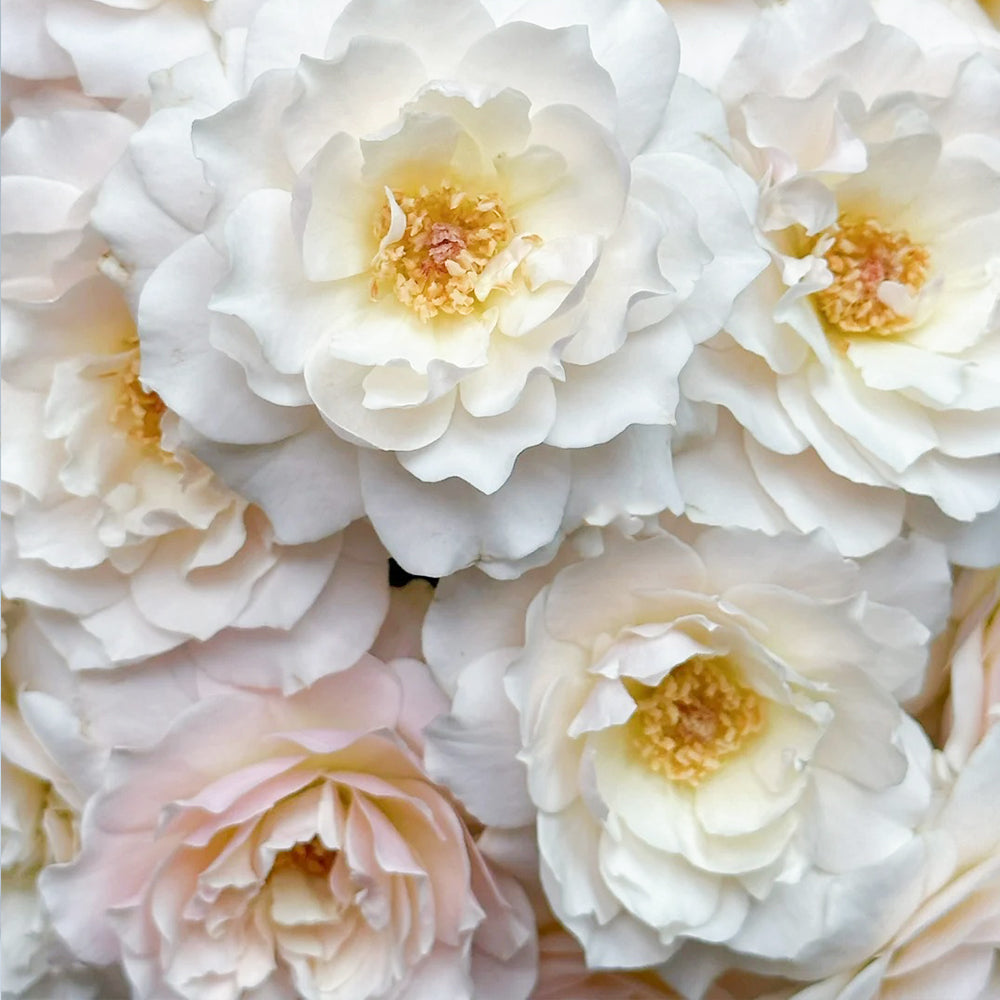 Chou Chou Japanese Florist Shrub Rose For Sale – Highgarden Roses