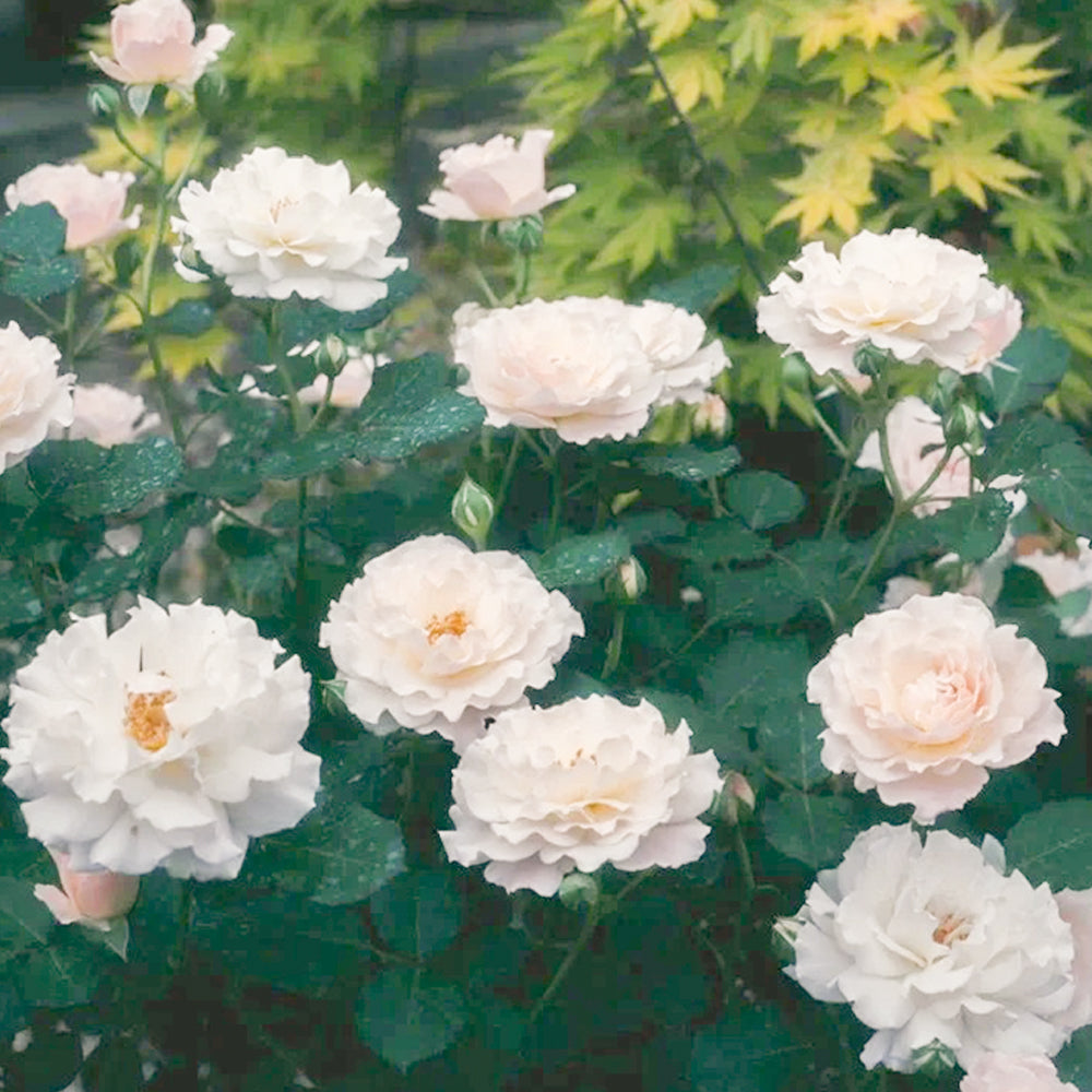 Chou Chou Japanese Florist Shrub Rose