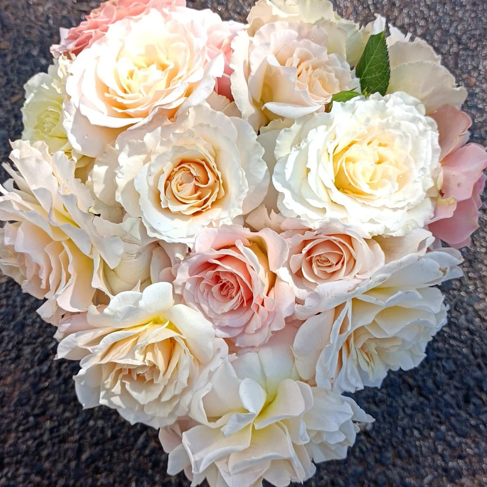 Chou Chou Japanese Florist Shrub Rose For Sale – Highgarden Roses