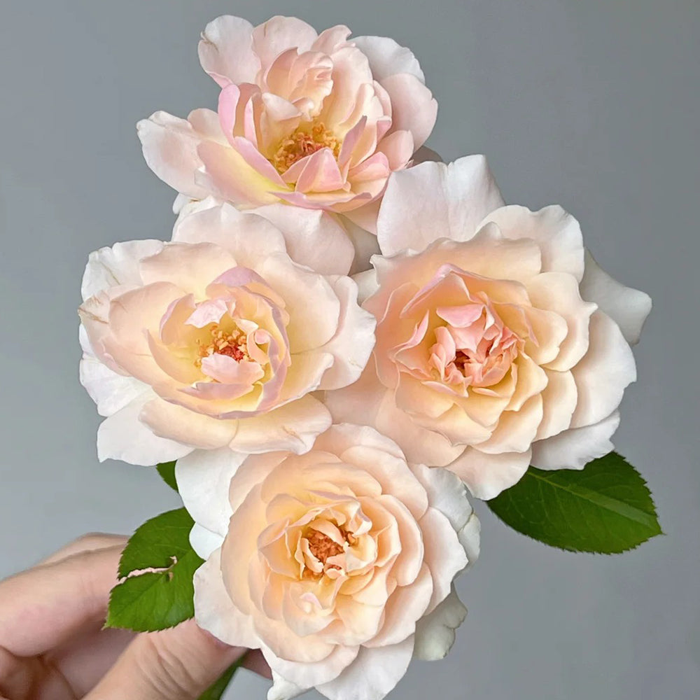 Chou Chou Japanese Florist Shrub Rose