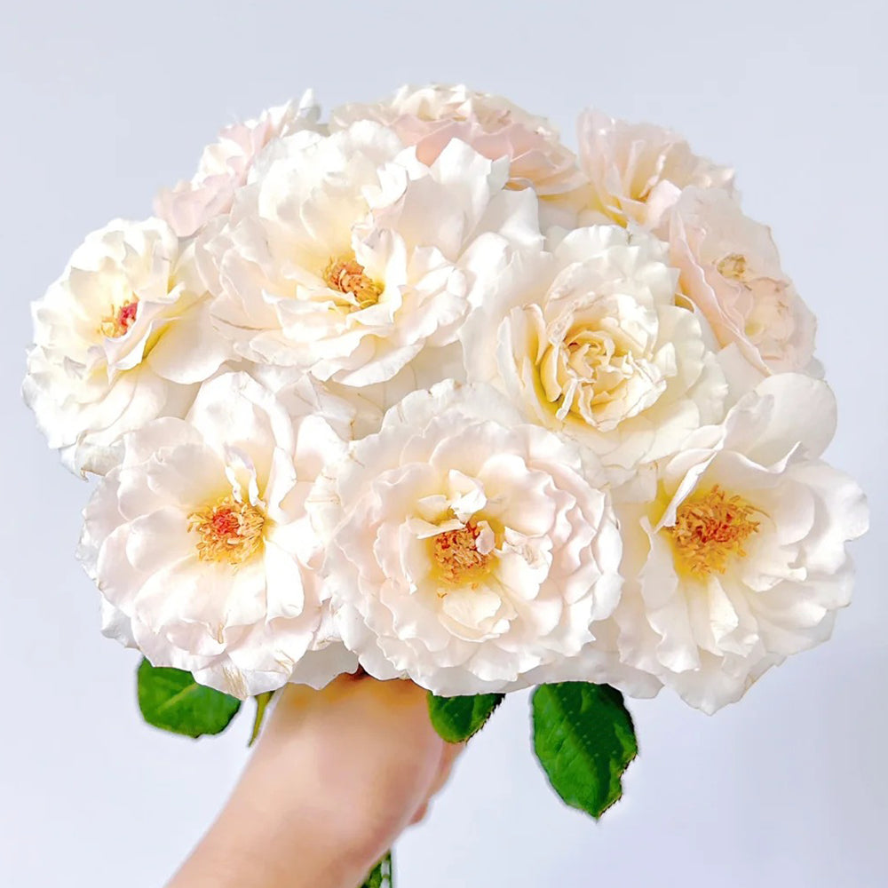 Chou Chou Japanese Florist Shrub Rose For Sale – Highgarden Roses
