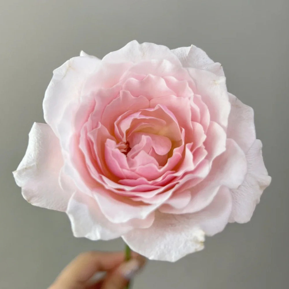 Chou Chou Japanese Florist Shrub Rose For Sale – Highgarden Roses