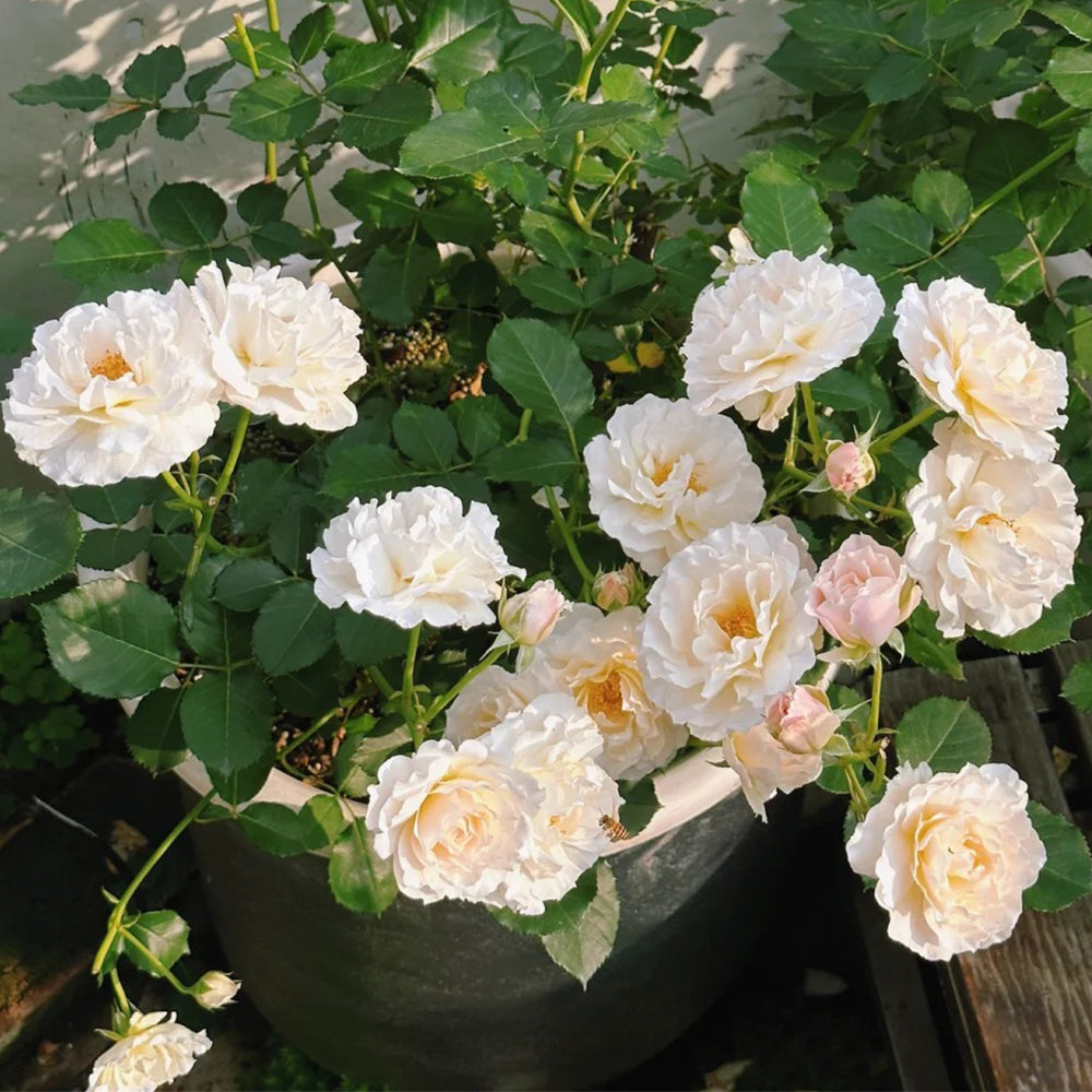 Chou Chou Japanese Florist Shrub Rose