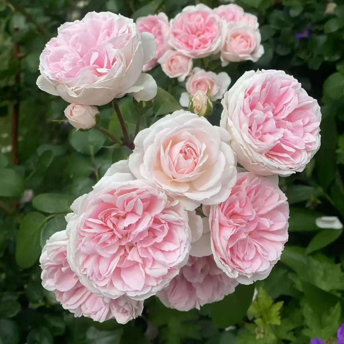 Cinderella German Florist Climber Rose