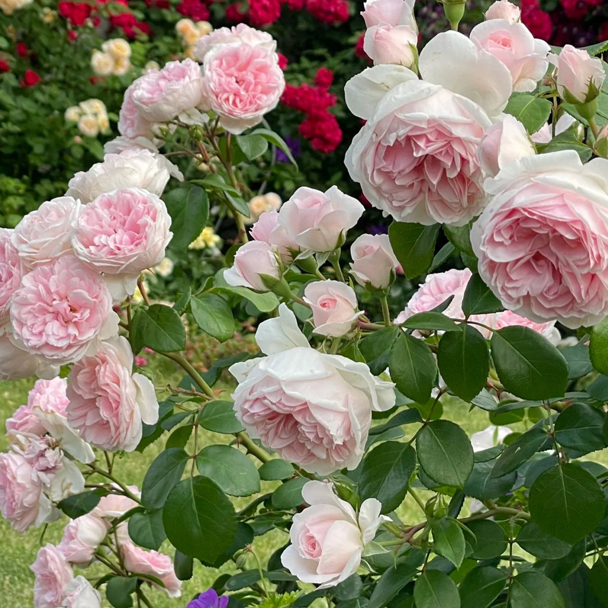 Cinderella German Florist Climber Rose