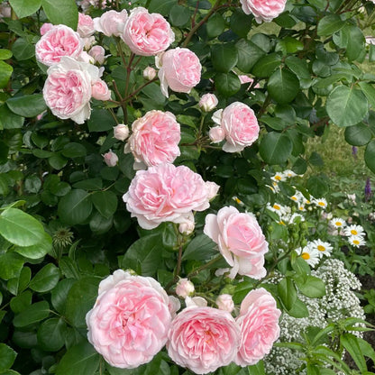 Cinderella German Florist Climber Rose