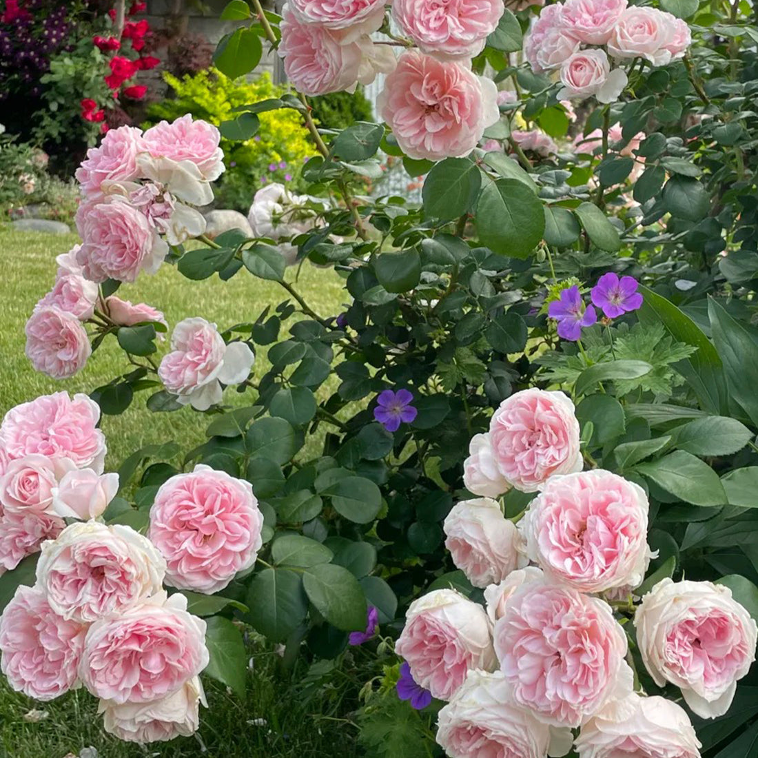 Cinderella German Florist Climber Rose