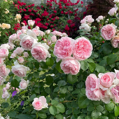 Cinderella German Florist Climber Rose