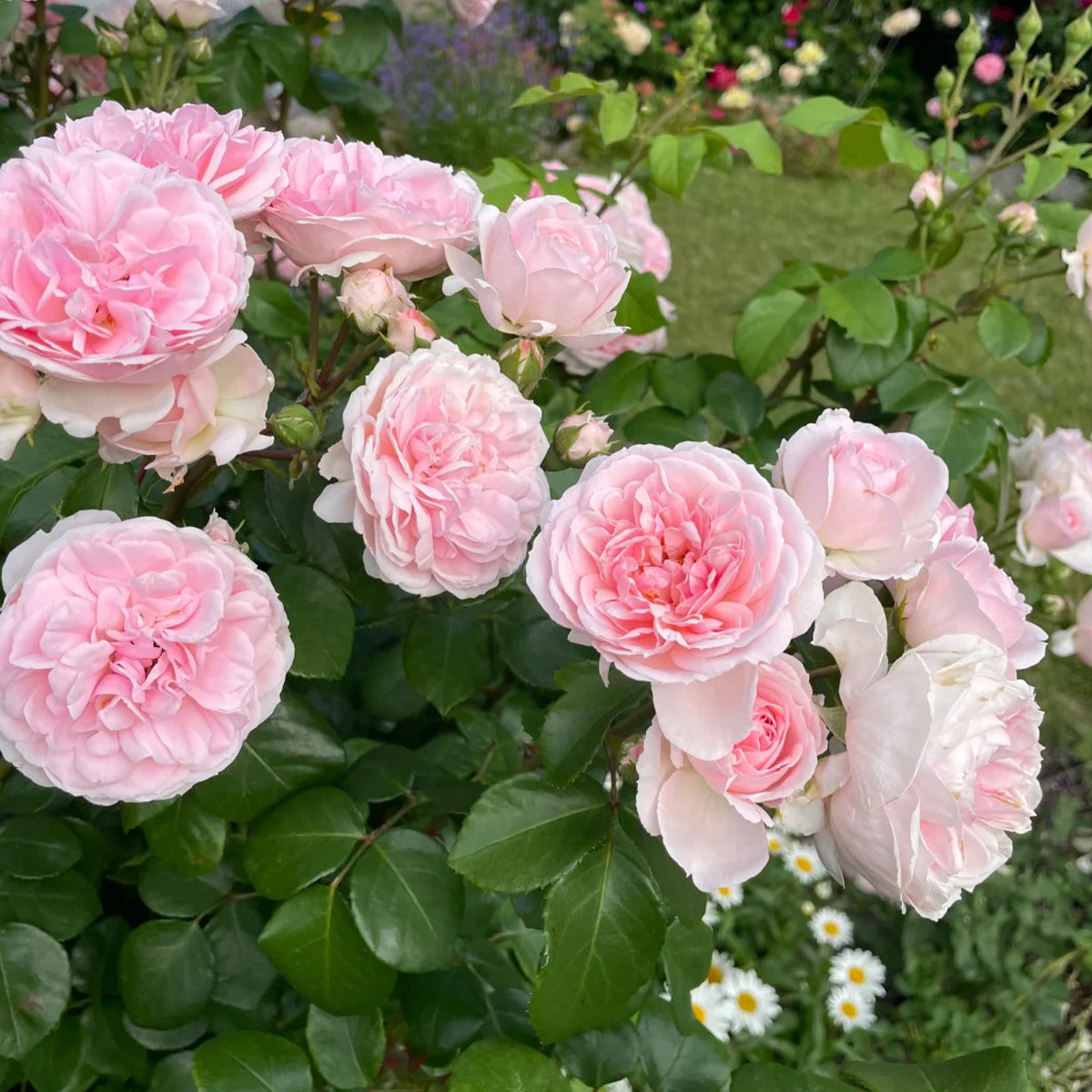 Cinderella German Florist Climber Rose