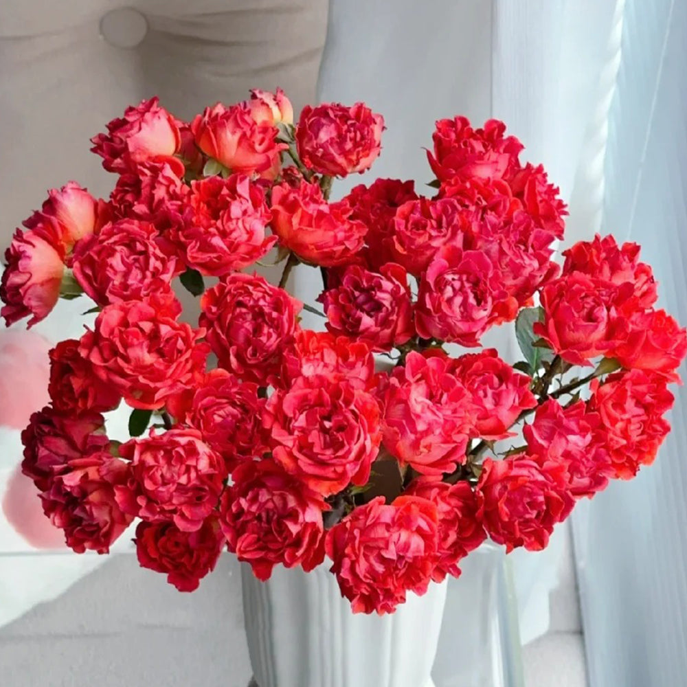 Cinnabar Sea Anemone Dutch Florist Shrub Rose – Highgarden Roses
