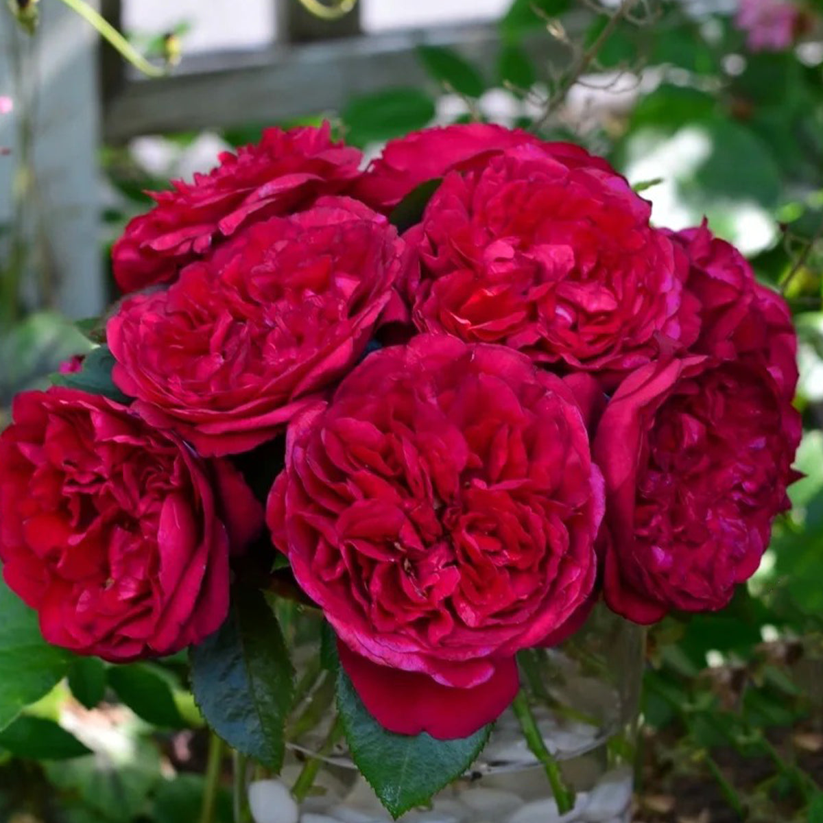 Clos Vougeot French Florist Shrub Rose