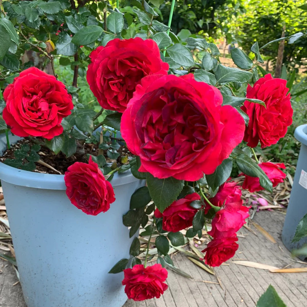 Clos Vougeot French Florist Shrub Rose