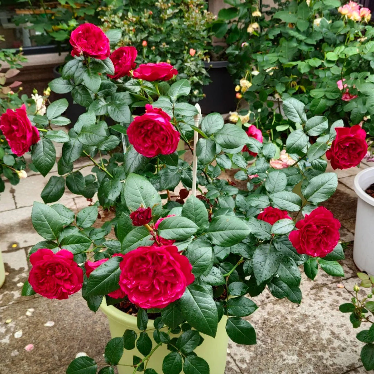 Clos Vougeot French Florist Shrub Rose