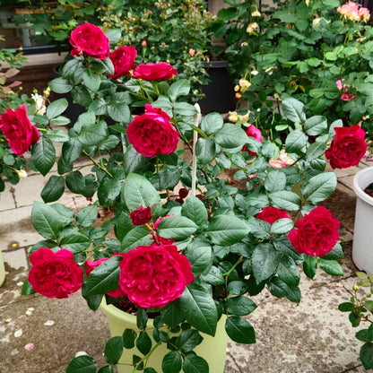 Clos Vougeot French Florist Shrub Rose