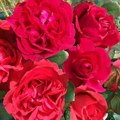 Clos Vougeot French Florist Shrub Rose