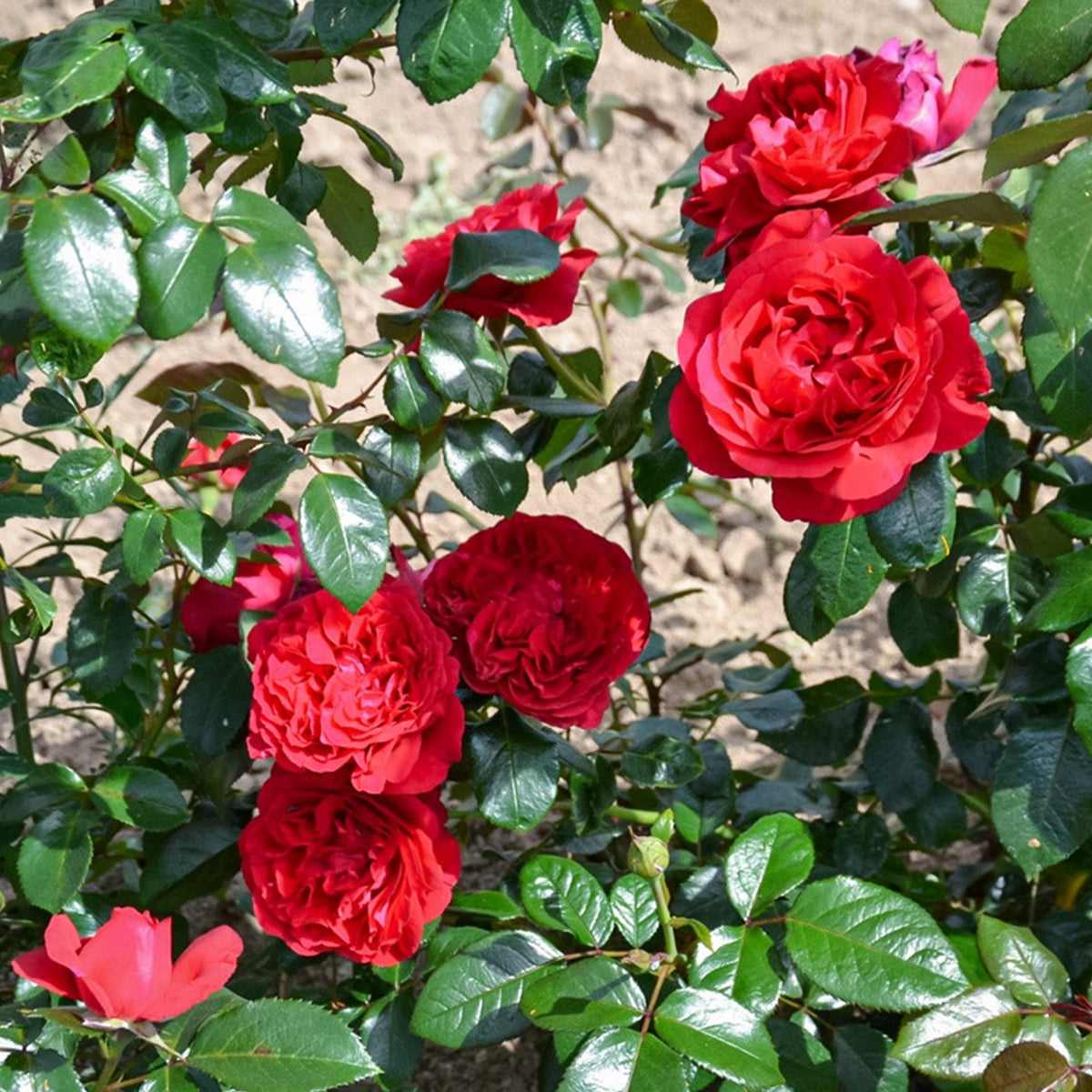 Clos Vougeot French Florist Shrub Rose