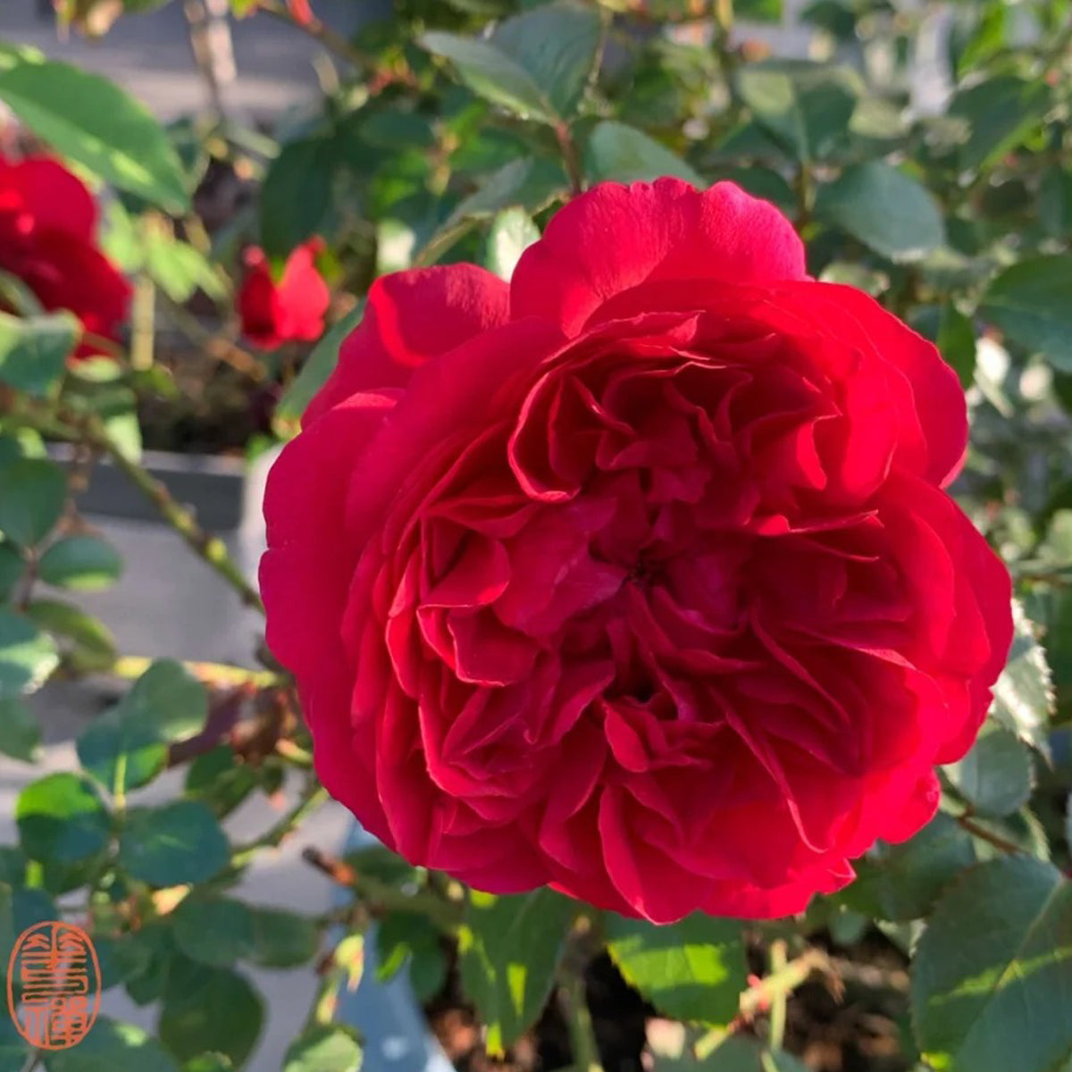Clos Vougeot French Florist Shrub Rose