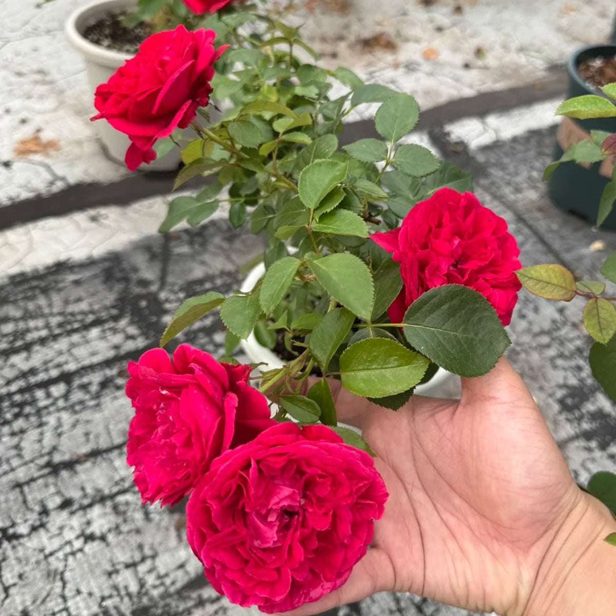Clos Vougeot French Florist Shrub Rose