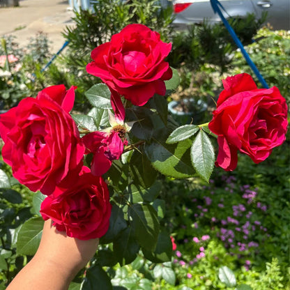 Clos Vougeot French Florist Shrub Rose