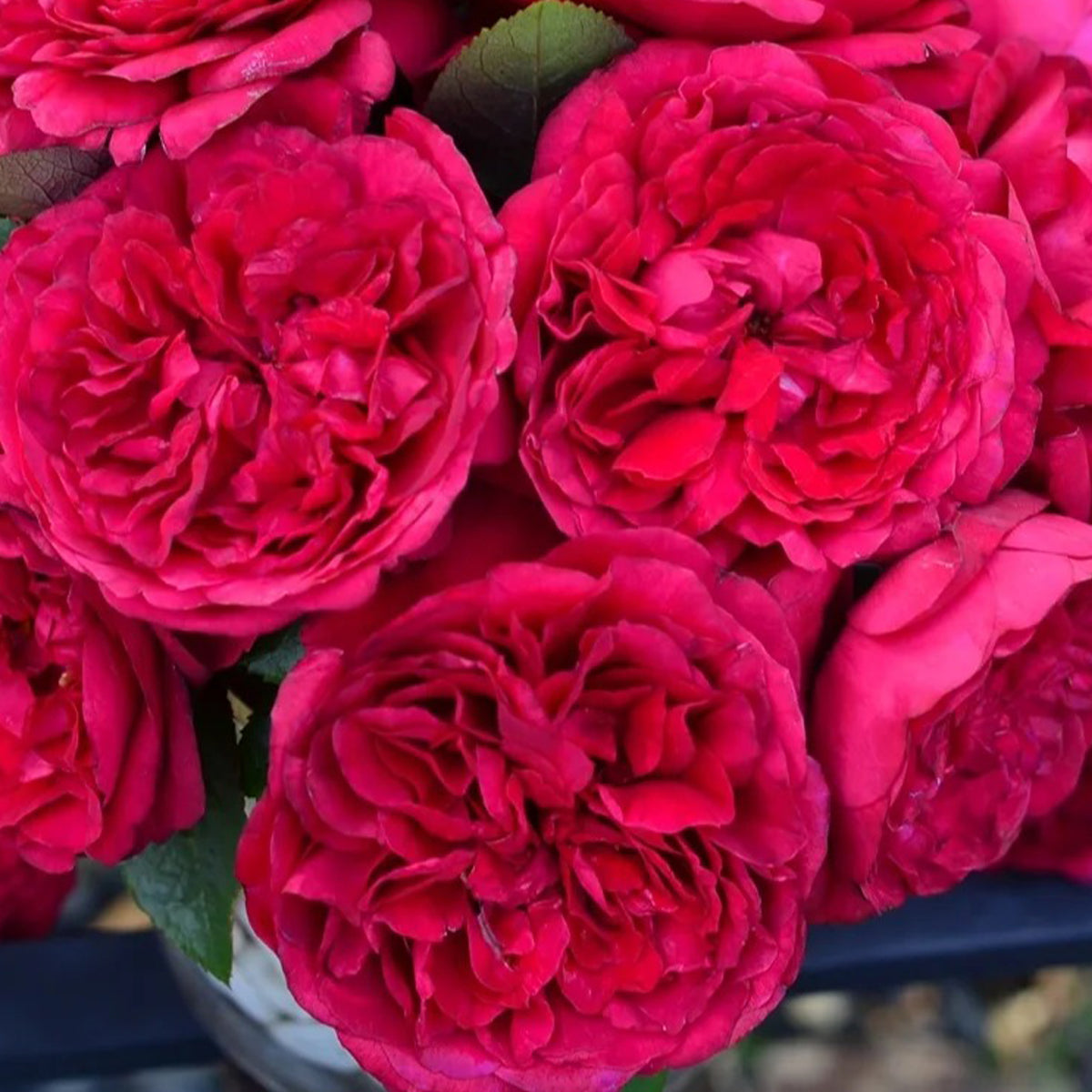 Clos Vougeot French Florist Shrub Rose