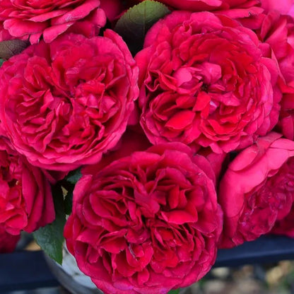 Clos Vougeot French Florist Shrub Rose