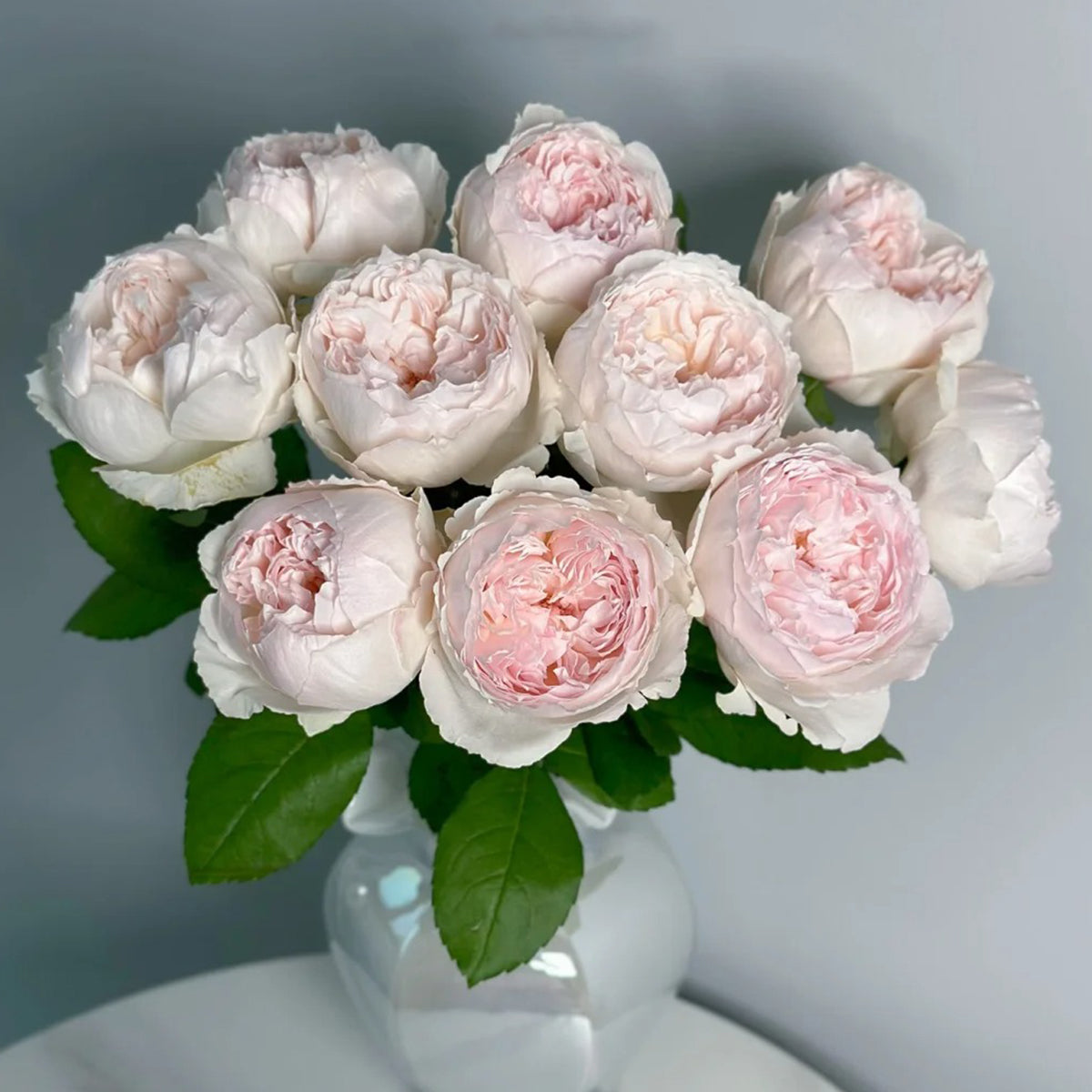 Cocotte Japanese Florist Shrub Rose – Highgarden Roses