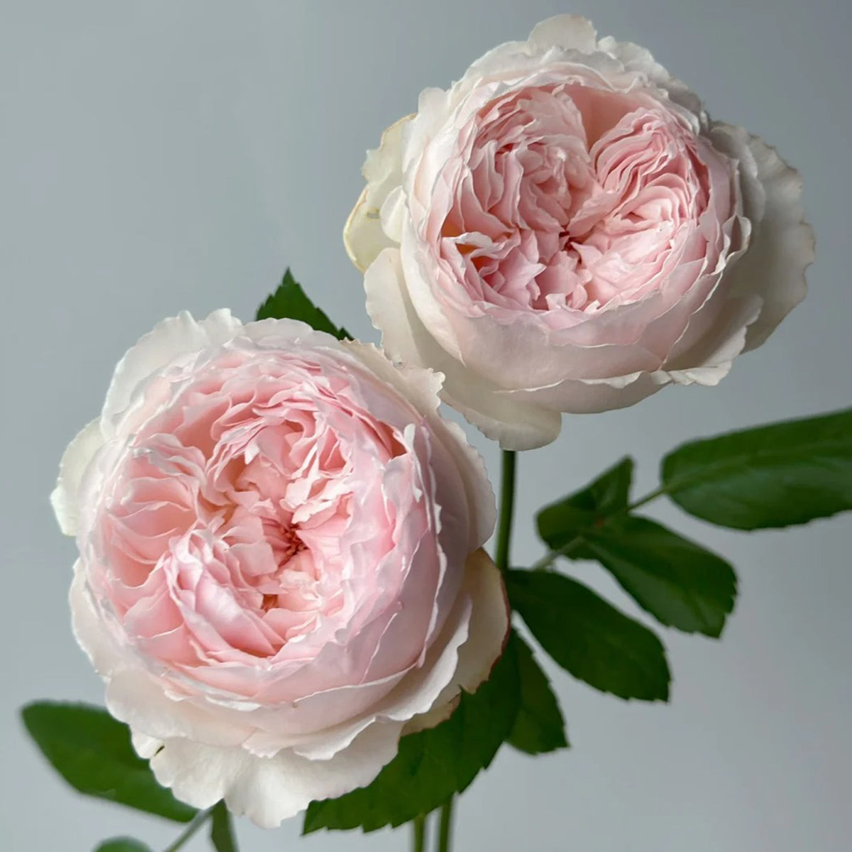 Cocotte Japanese Florist Shrub Rose – Highgarden Roses