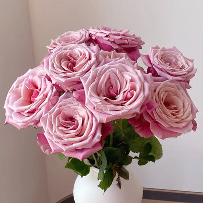 Cold Brew Ecuadorian Florist Shrub Rose