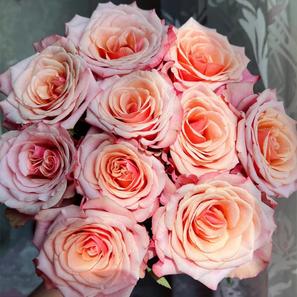 Cold Brew Ecuadorian Florist Shrub Rose