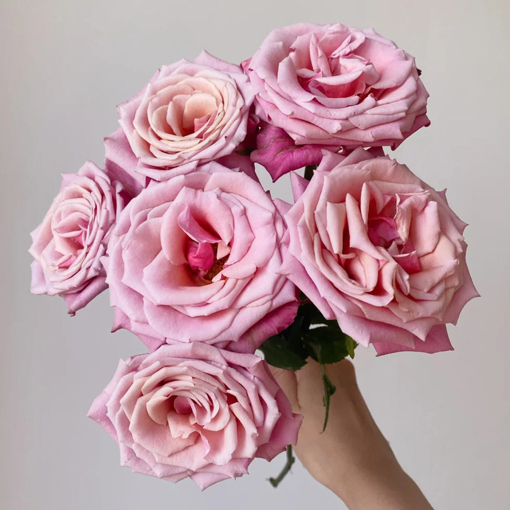 Cold Brew Ecuadorian Florist Shrub Rose