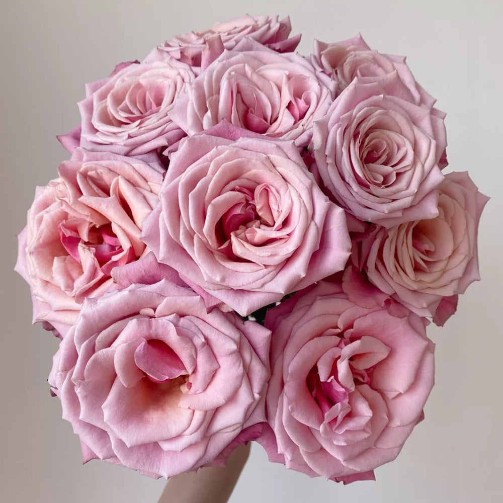 Cold Brew Ecuadorian Florist Shrub Rose