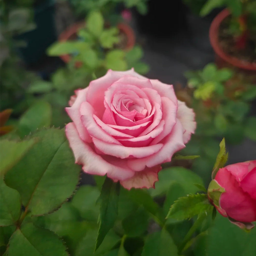 Cold Brew Ecuadorian Florist Shrub Rose