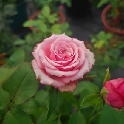 Cold Brew Ecuadorian Florist Shrub Rose
