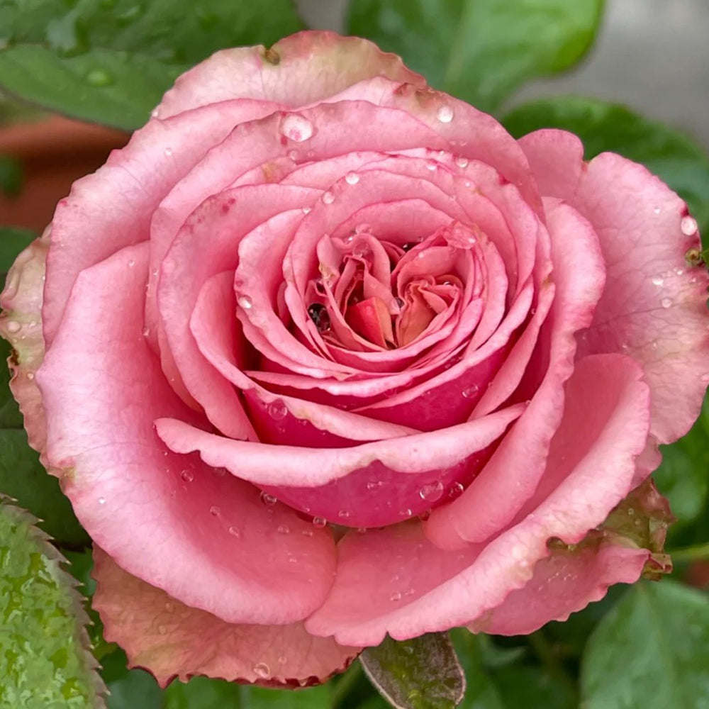 Cold Brew Ecuadorian Florist Shrub Rose