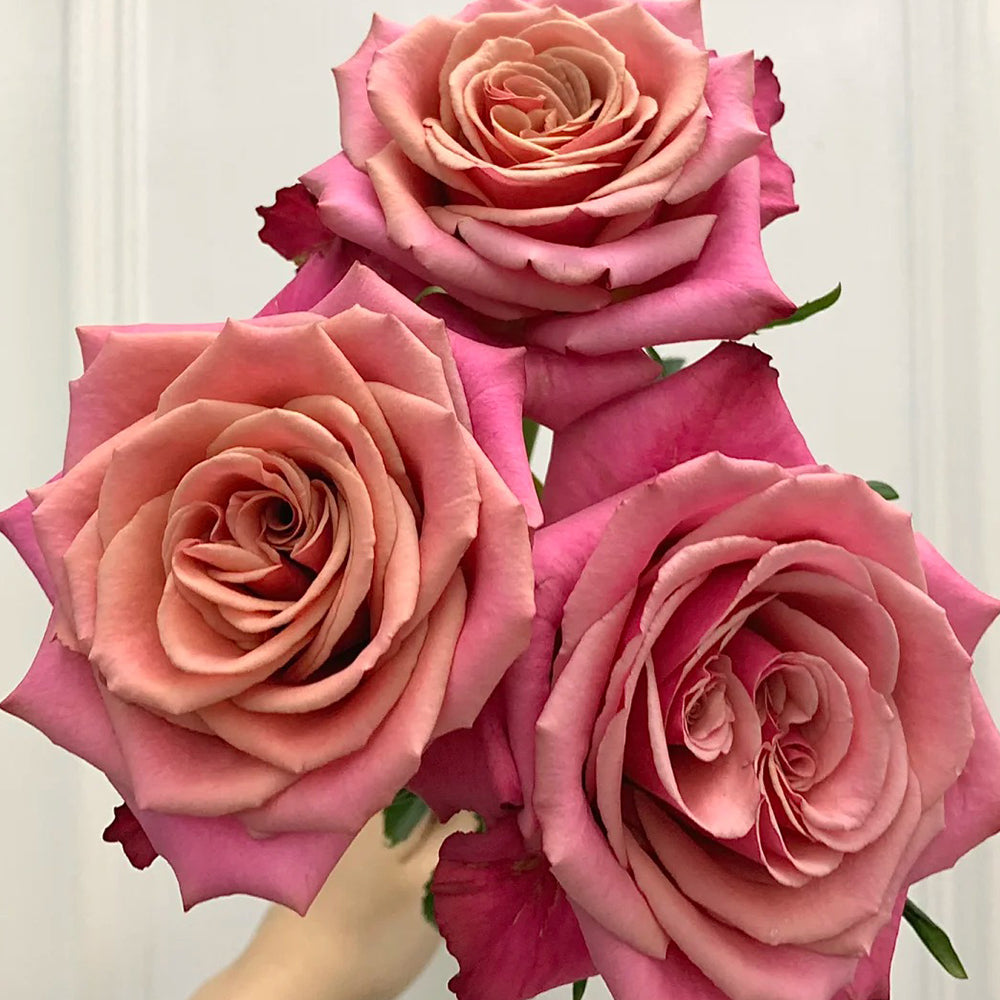 Cold Brew Ecuadorian Florist Shrub Rose