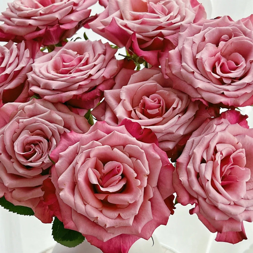 Cold Brew Ecuadorian Florist Shrub Rose