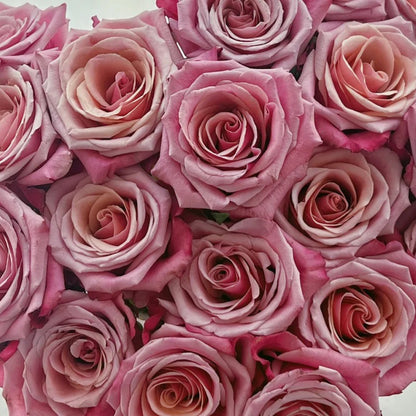 Cold Brew Ecuadorian Florist Shrub Rose