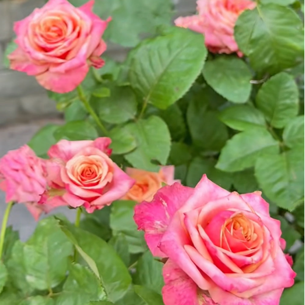 Cold Brew Ecuadorian Florist Shrub Rose