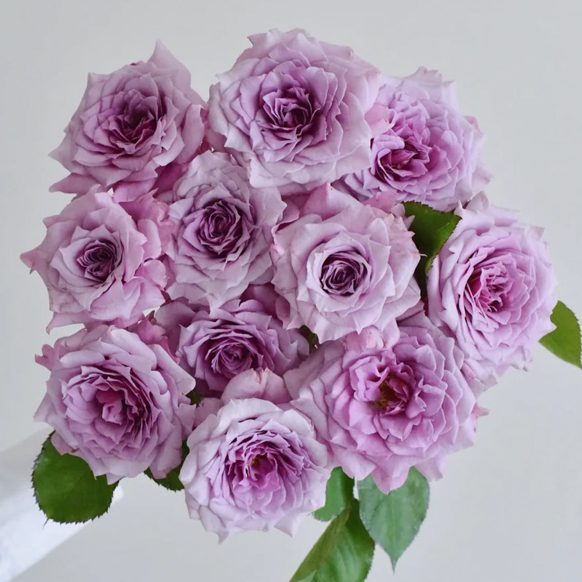 Colin Craven Japanese Florist Shrub Rose