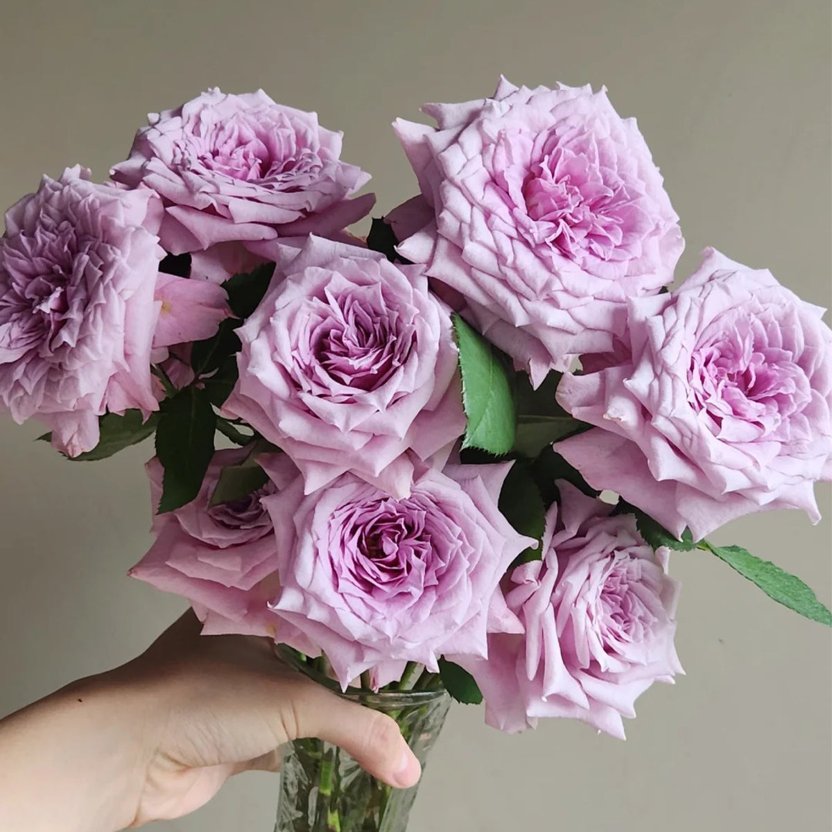 Colin Craven Japanese Florist Shrub Rose