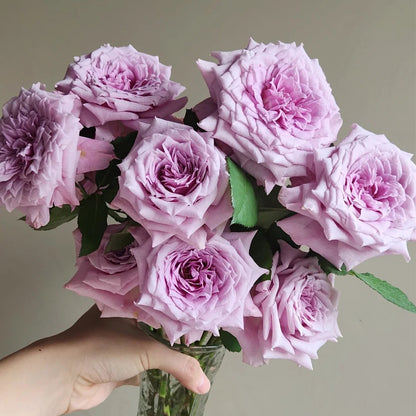 Colin Craven Japanese Florist Shrub Rose