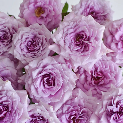 Colin Craven Japanese Florist Shrub Rose