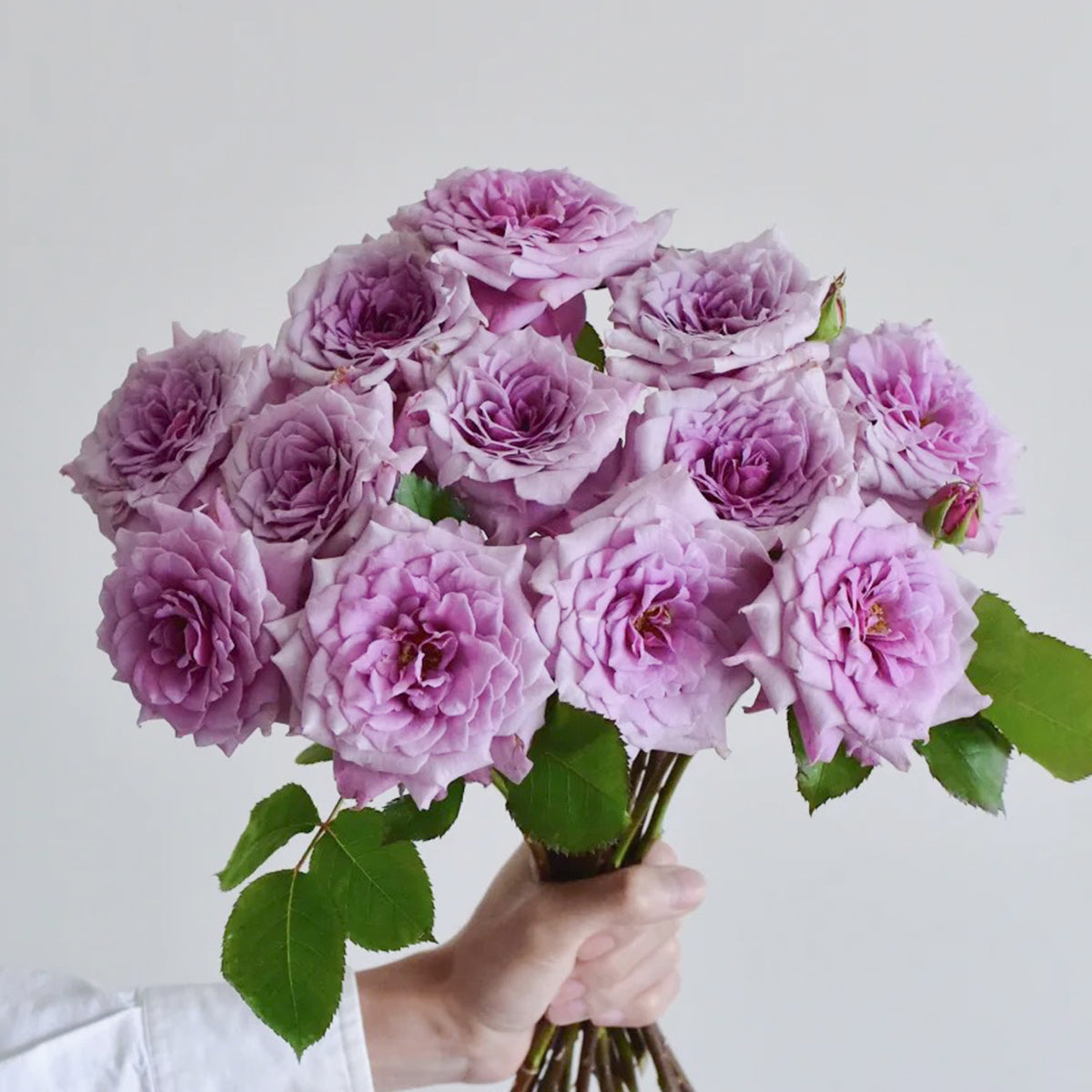 Colin Craven Japanese Florist Shrub Rose