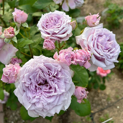 Colin Craven Japanese Florist Shrub Rose