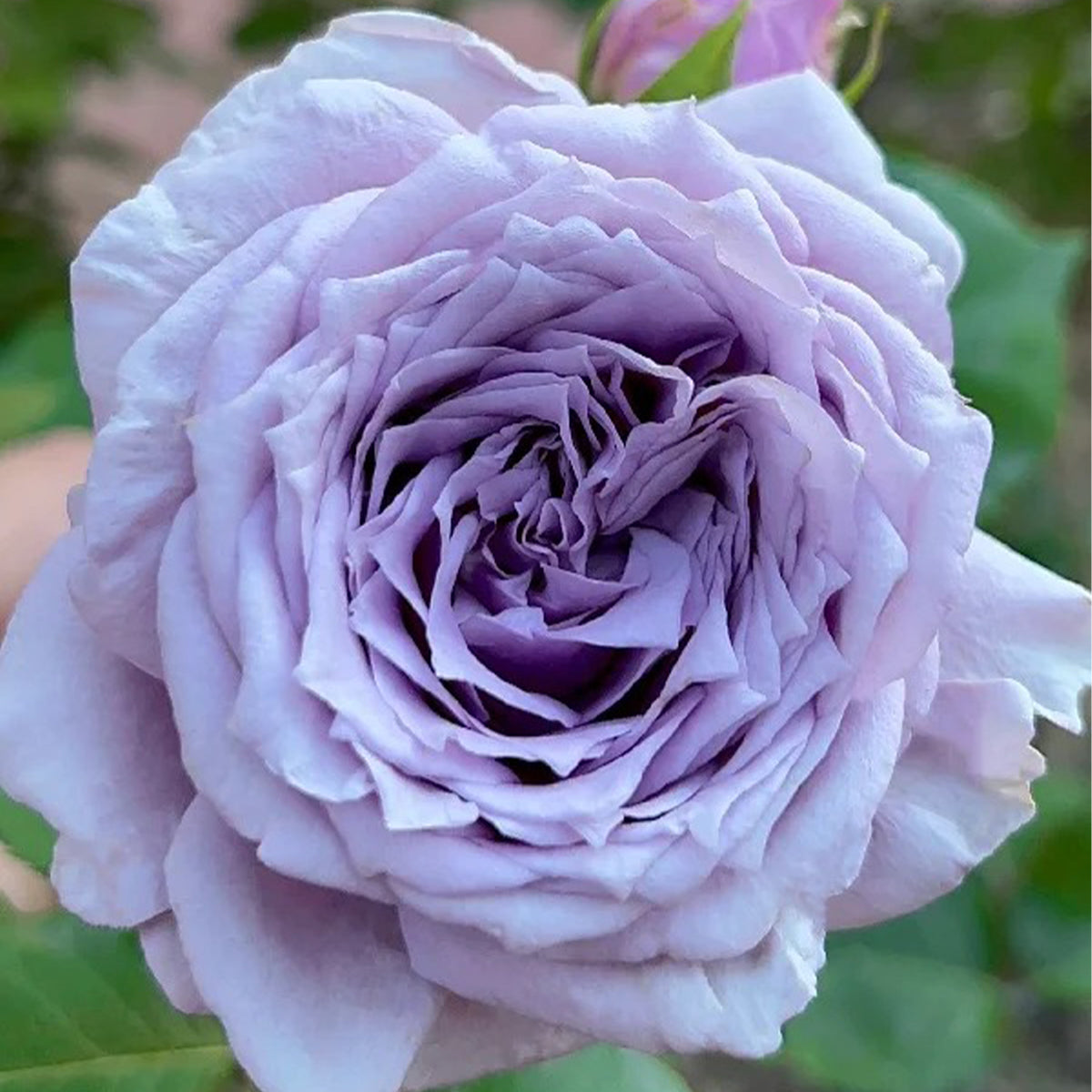Colin Craven Japanese Florist Shrub Rose